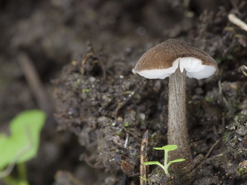 Pluteus podospileus